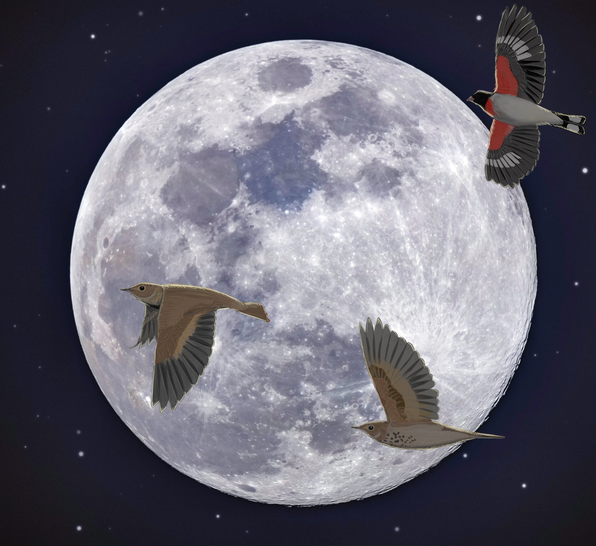 Image of birds flying across the moon