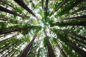 Image of tall trees and sky