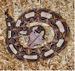 snake
