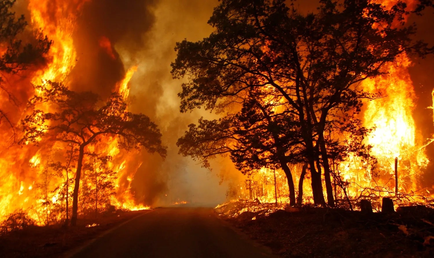 wild fire in forest