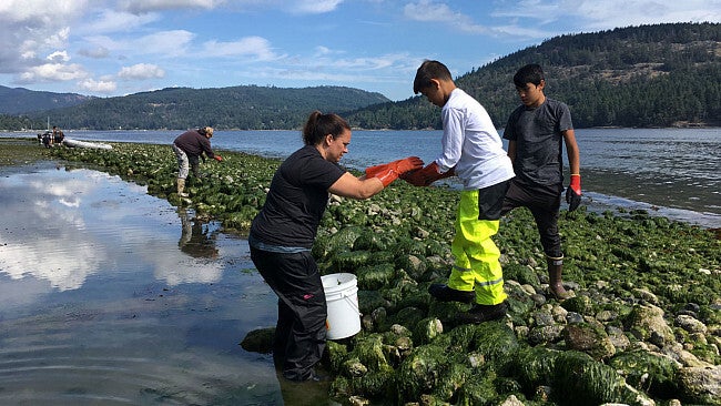 people collecting items from coastal waters